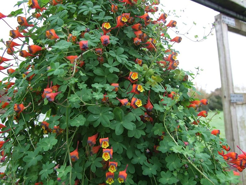 Tropaeolum tricolor