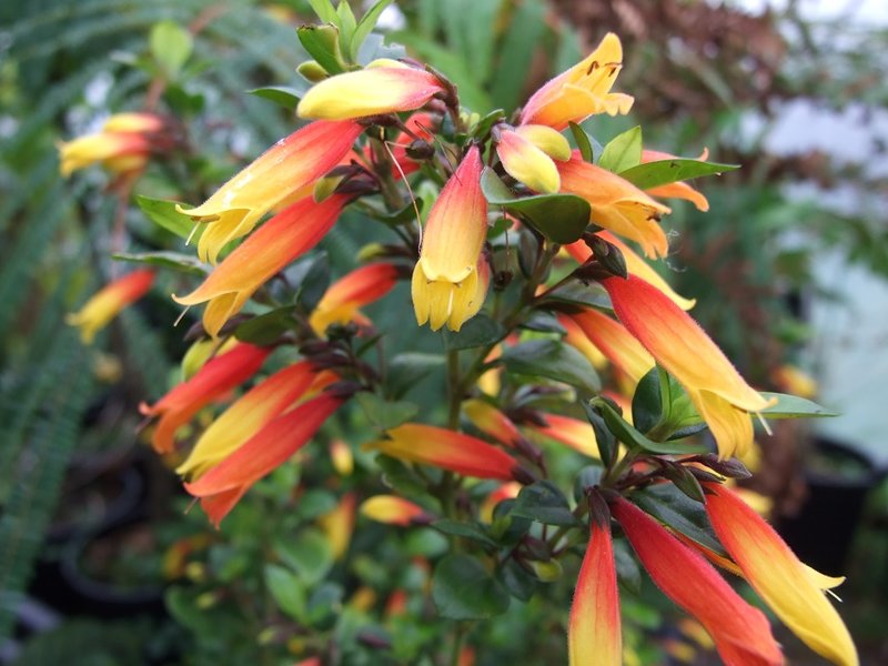 Justicia rizzinii [Kew now have it as Justicia floribunda, but I think there is genus hop in progress as well]