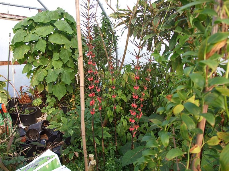 Polygonatum vietnamicum