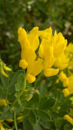 Coronilla.jpg