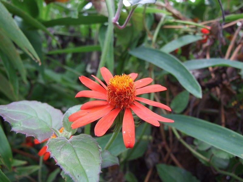 Pseudogynoxys chenopodioides