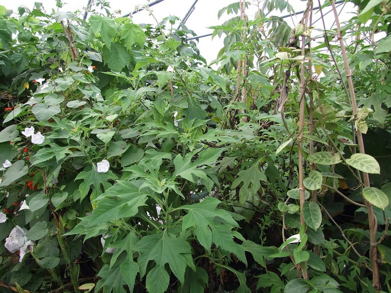 Tithonia diversifolia