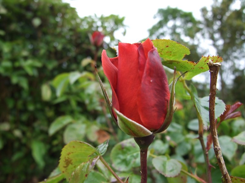 Rosa 'Hot Chocolate'