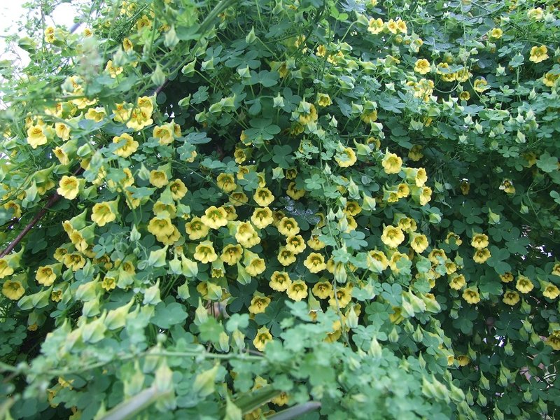 Tropaeolum brachyceras  [but this may be 'impure' with some tricolor blood - the spur is a bit too long].