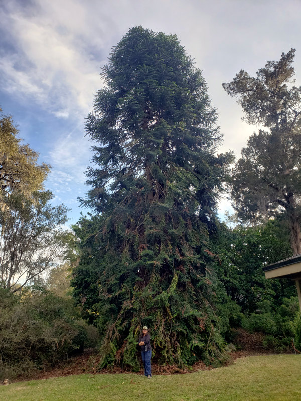 BUNYA.jpg